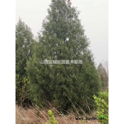 山楂樹價格_5公分35元_山西山楂樹價格