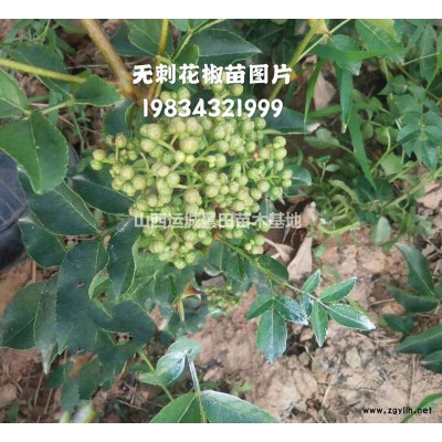 供應*新5-15公分山楂樹·*新30公分山楂樹價格出售詳情