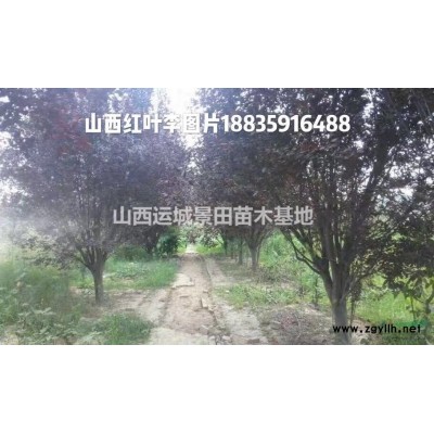今年15公分大山楂樹·15公分山楂樹今年價格走勢詳情山西山楂