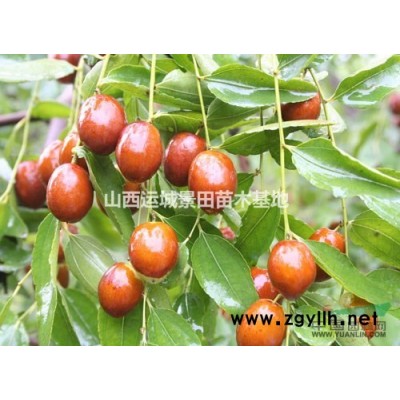 哪有占地白皮松？哪里有占地拆遷白皮松？供應(yīng)山西占地白皮松