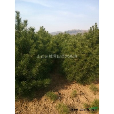 胸徑5公分桃樹(shù)價(jià)格·胸徑6公分桃樹(shù)圖片·胸徑5公分桃樹(shù)產(chǎn)地