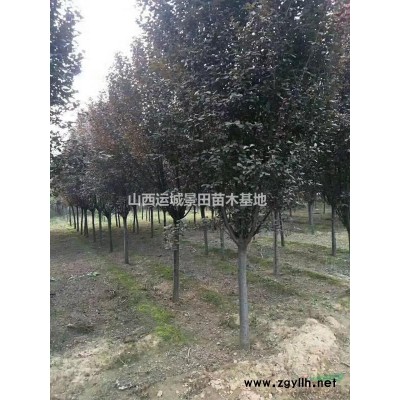 3公分裸根紅葉李價(jià)格5公分裸根紅葉李圖片3公分裸根紅葉李報(bào)價(jià)