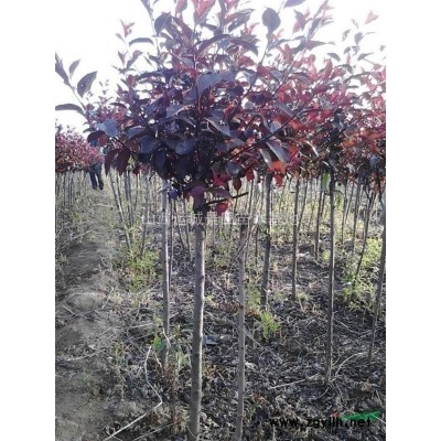70公分花椒苗80公分花椒苗=兩年生花椒苗價格圖片產地供應