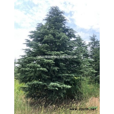 50公分花椒苗·70公分花椒苗·90公分花椒苗山西花椒苗價格