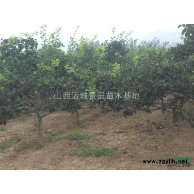 新50至60公分白皮松價格新50公分白皮松價格更新白皮松