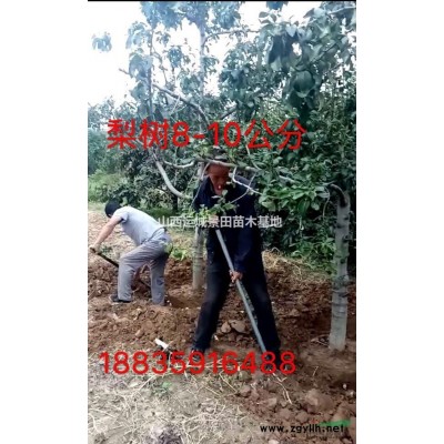 8公分紅葉李80公分紅葉李小苗價格·8公分紅葉李產地詳情供應