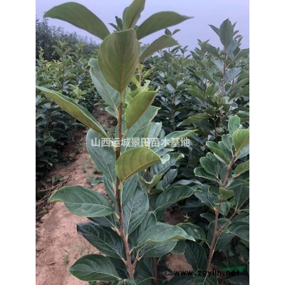 地徑5公分山楂樹(shù)米徑5公分山楂樹(shù)圖片·5公分山楂樹(shù)供應(yīng)商山楂