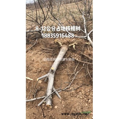 供應山西地區(qū)8-10公分山桃，9公分山桃產(chǎn)地價格