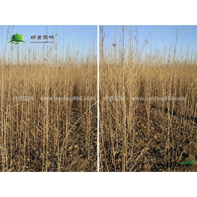 小龍柏價格_小龍柏圖片_小龍柏產地_小龍柏綠化苗木苗圃基地
