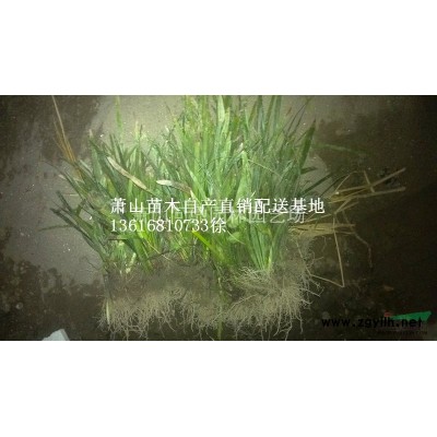 浙江蕭山直銷供應花石榴自產