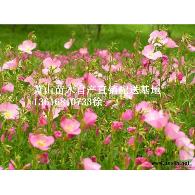 蕭山：色塊小苗 小毛球 球類柱類 各類花灌木 水生地被 竹子