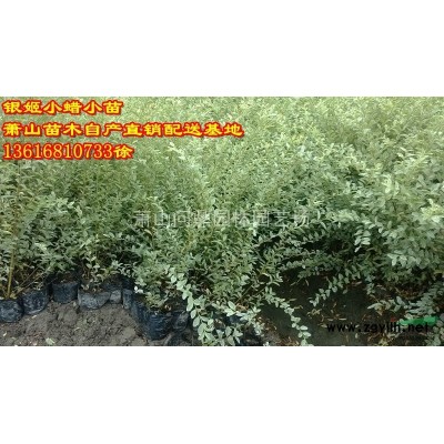 浙江蕭山紫荊直銷供應報價