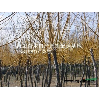 海桐球浙江蕭山供應