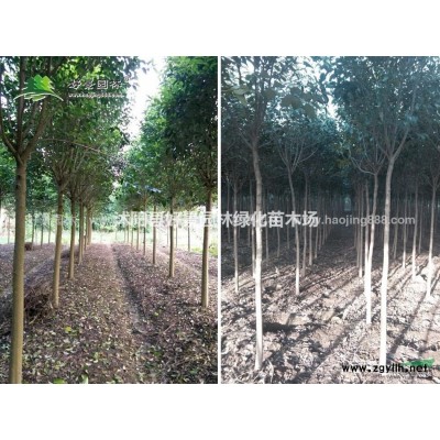 小葉扶芳藤價格_小葉扶芳藤產地_小葉扶芳藤綠化苗木苗圃基地