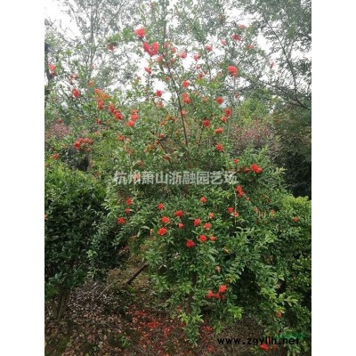 浙江地區小葉女貞 水蠟直銷供應