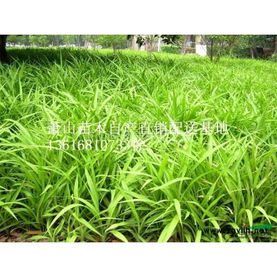 蕭山苗木一站式供應鏈服務商：紅葉石楠/金森女貞/紅花繼木梔子