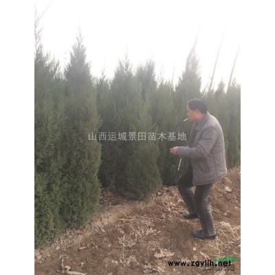 8公分山桃價格·10公分山桃樹產(chǎn)地·8公分山桃詳情報價