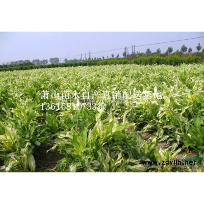 蕭山苗木一站式供應鏈服務商：海桐/無刺枸骨/紅葉李/十大功勞