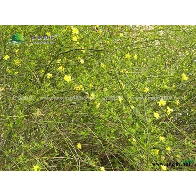 紅花草價格_紅花草圖片_紅花草產地_紅花草綠化苗木苗圃基地
