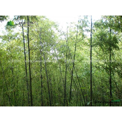 沿階草價格_沿階草圖片_沿階草產地_沿階草綠化苗木苗圃基地