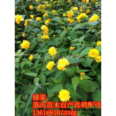 浙江蕭山供應麥冬草直銷報價