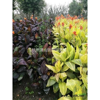 蕭山苗木：海棠/雞爪槭/櫻花/紅楓/玉蘭/碧桃/黃金槐/紫薇