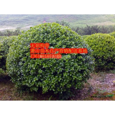 浙江供應報價瓜子黃楊