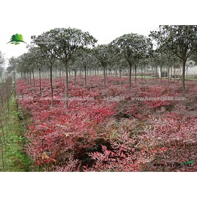榆樹價格_榆樹圖片_榆樹產地_榆樹綠化苗木苗圃基地
