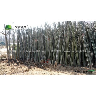 杏樹價格_杏樹圖片_杏樹產地_杏樹綠化苗木苗圃基地