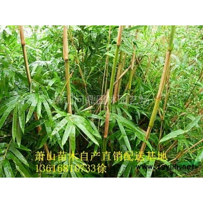 浙江地區龜甲冬青直銷供應報價