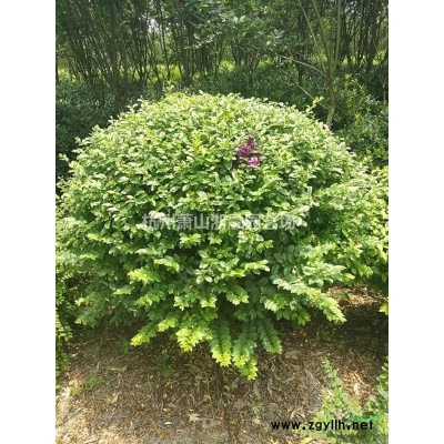 蕭山木芙蓉供應