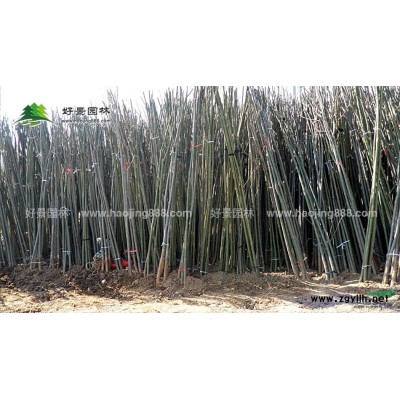 地被石竹價格_地被石竹產地_地被石竹綠化苗木苗圃基地