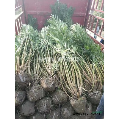 浙江地區地中海莢蒾直銷供應報價