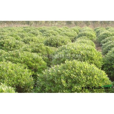 浙江蕭山供應美人蕉直銷