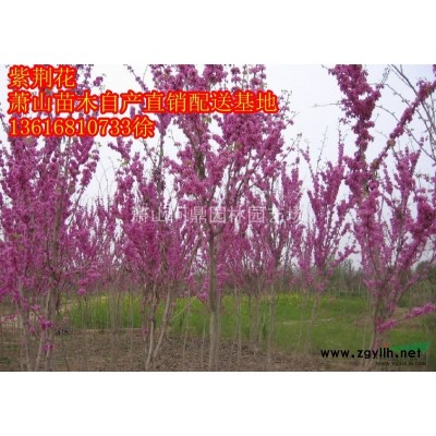 蕭山紅葉石楠柱H220*P80