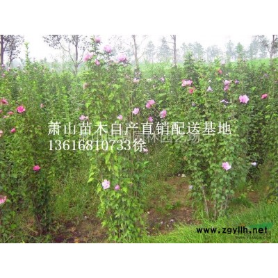 蕭山苗木一站式供應鏈服務商：南天竹.梔子花.金森女貞.水果蘭