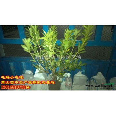 蕭山苗木一站式供應鏈服務商：銀姬小蠟/紫薇/木槿/花石榴龍柏