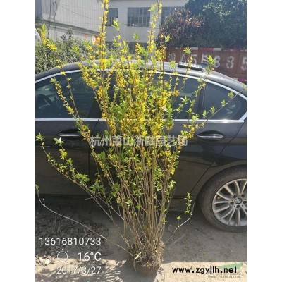 蕭山再力花 黃菖蒲 梭魚草 斑葉茫 馬蘭/玉帶草/莢迷/水蔥