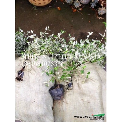 浙江地區小丑火棘直銷供應報價