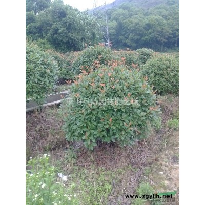 紅葉石楠球浙江蕭山供應
