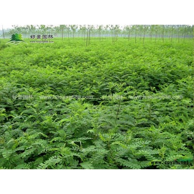 櫻花價格_櫻花圖片_櫻花產地_櫻花綠化苗木苗圃基地