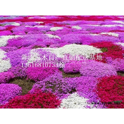 蕭山夾竹桃供應