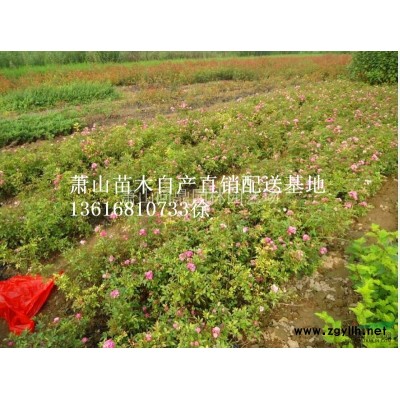 蕭山苗木一站式集成供應商：灑金珊瑚.法國冬青.金鐘花.黃馨