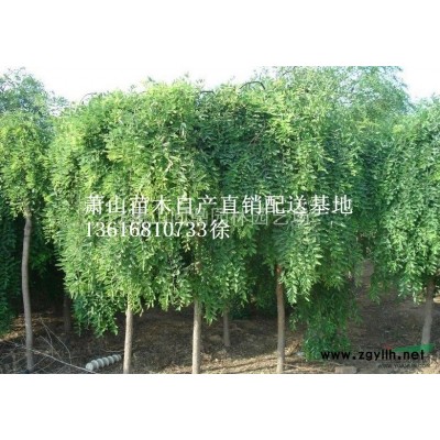 蕭山苗木一站式供應鏈服務商：六道木.火棘.石楠.水蠟.結(jié)香