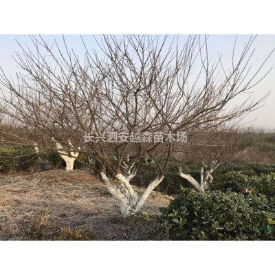 浙江長興供應18-30公分精品香樟