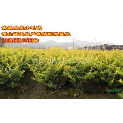 浙江地區供應棣棠自產直銷報價