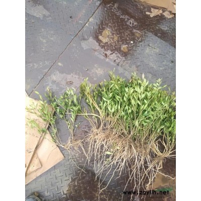 浙江蕭山供應亮綠忍冬自產直銷