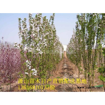 蕭山苗木一站式供應鏈服務商：美人蕉/酢醬草/美女櫻/紫嬌花