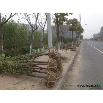 蕭山苗木一站式供應鏈服務商：毛鵑/杜鵑/夏鵑/龜甲冬青/茶梅