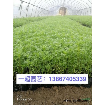 噴雪花 噴雪花小杯 噴雪花小苗 噴雪花大盆 噴雪花價格